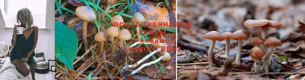 jwh Ладушкин